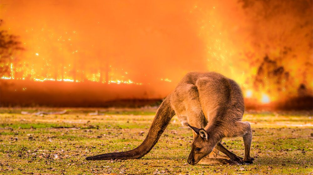 En känguru på Kangaroo Island 2019,