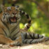 En tiger i djungeln i Indien. Foto: Mohan Moolepetlu/Unsplash.
