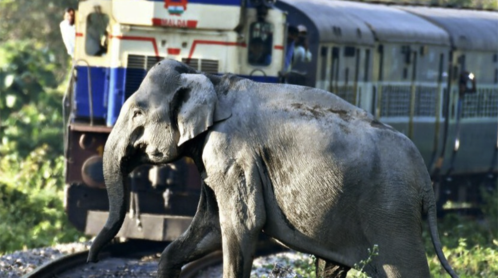 Elefant som går över järnväg