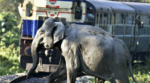 Elefant som går över järnväg