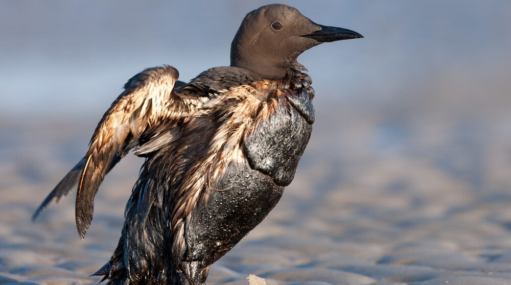 Ett av oljans offer: en fågel är indränkt i olja.