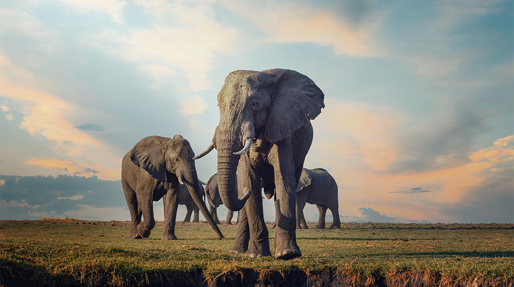 Elefanter strövar omkring i nationalparken Chobe i Botswana. Foto: Shutterstock